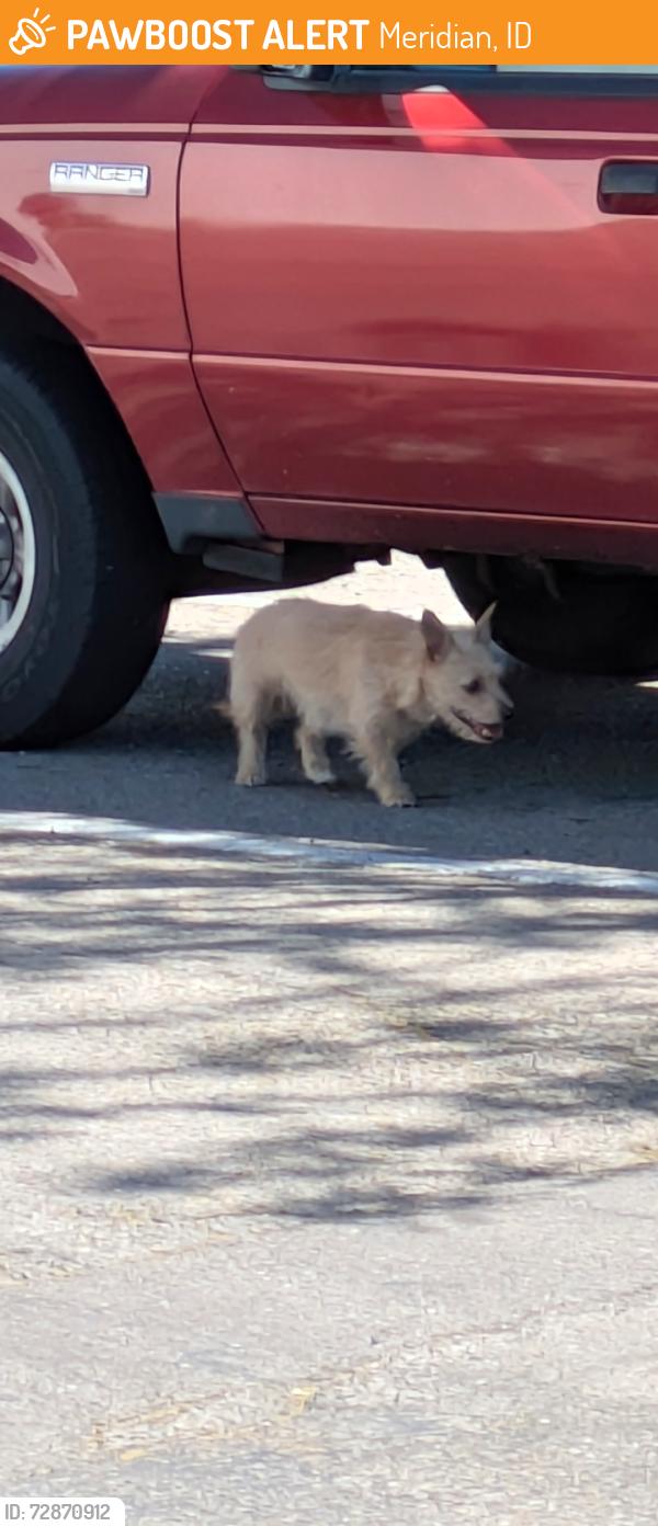 Found/Stray Unknown Dog last seen Villa sport gym parking lot, Meridian, ID 83642