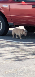 Found/Stray Unknown Dog last seen Villa sport gym parking lot, Meridian, ID 83642