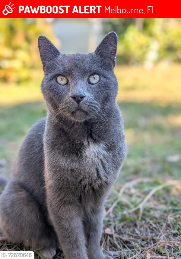 Lost Male Cat last seen Miami ave and City Acres rd, Melbourne, FL 32904