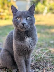 Lost Male Cat last seen Miami ave and City Acres rd, Melbourne, FL 32904