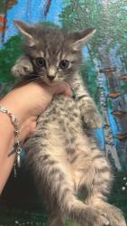 Shelter Stray Male Cat last seen Bexar County, New Braunfels, TX 78130