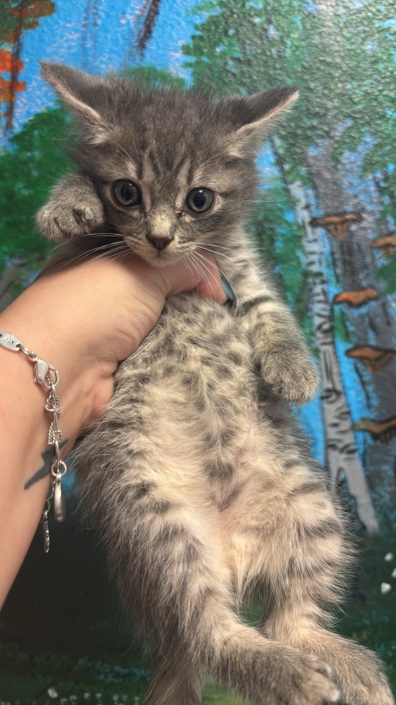 Shelter Stray Male Cat last seen Bexar County, New Braunfels, TX 78130