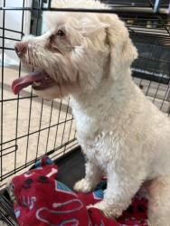 Found/Stray Male Dog last seen Cypresswood and Grove of Pines, Spring, TX 77373