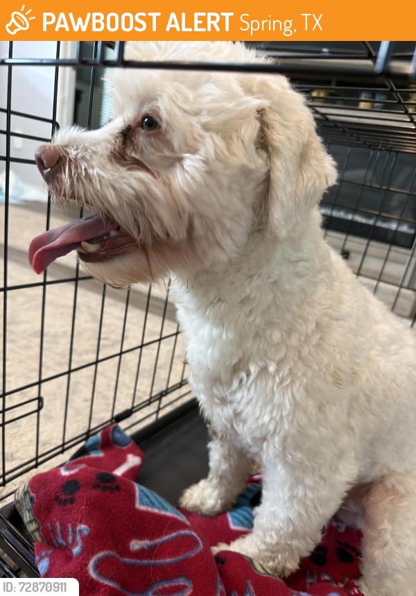 Found/Stray Male Dog last seen Cypresswood and Grove of Pines, Spring, TX 77373