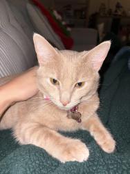 Reunited Female Cat last seen Medlock rd, Decatur, GA 30030