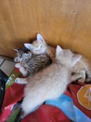Lost Female Cat last seen Creekstone , Katy, TX 77450