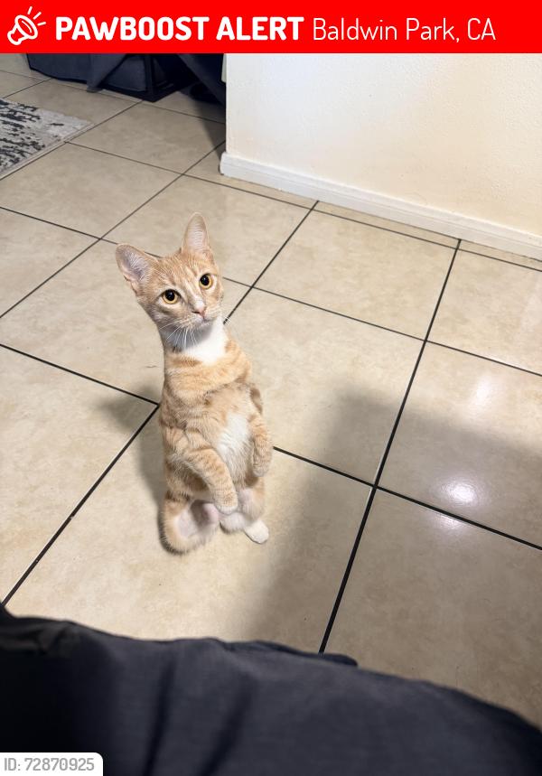 Lost Female Cat last seen Rockyway and Vineland , Baldwin Park, CA 91706