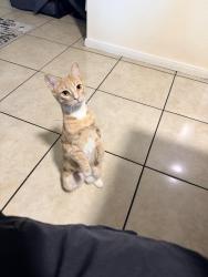 Lost Female Cat last seen Rockyway and Vineland , Baldwin Park, CA 91706