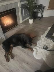 Lost Male Dog last seen Locust way, Lynnwood, WA 98036