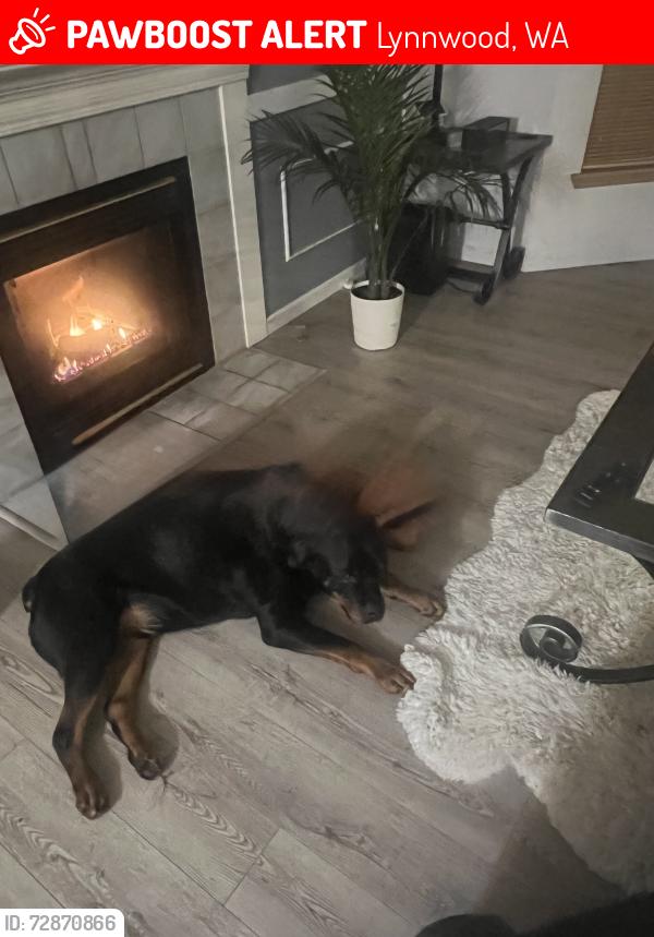 Lost Male Dog last seen Locust way, Lynnwood, WA 98036