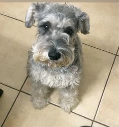 Lost Female Dog last seen Near Allenhurst Pl, San Diego, CA 92117