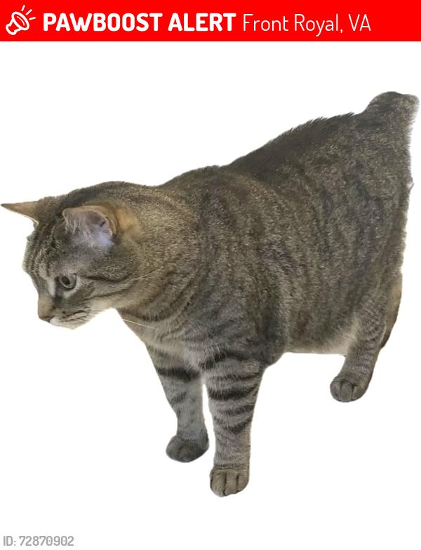 Found/Stray Female Cat last seen Luray Ave and Oakridge Court, by Skyline Middle School, Front Royal, VA 22630
