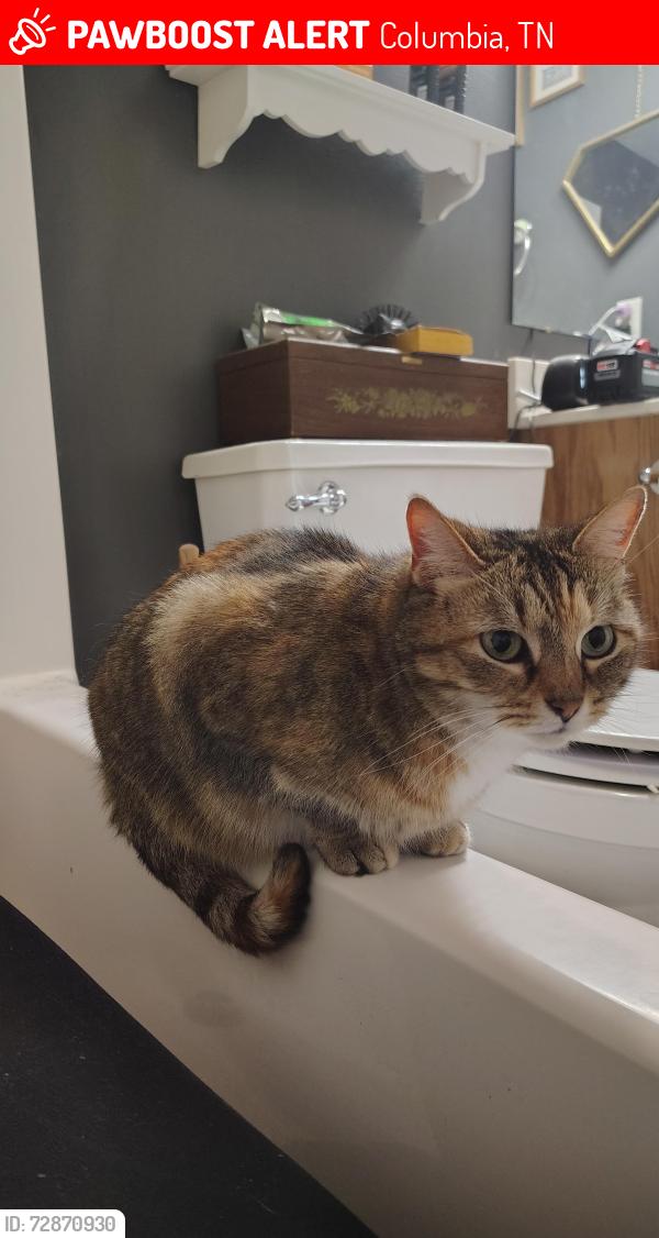 Lost Female Cat last seen Near Joel Dr Columbia , Columbia, TN 38401