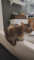 Lost Female Cat last seen Near Joel Dr Columbia , Columbia, TN 38401