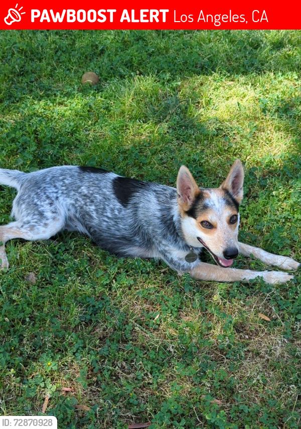 Lost Female Dog last seen Sunset Blvd. and Benton wy., Los Angeles, CA 90026