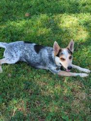 Lost Female Dog last seen Sunset Blvd. and Benton wy., Los Angeles, CA 90026