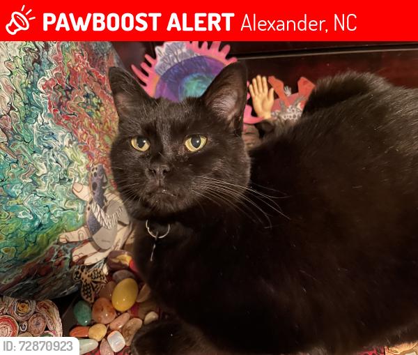 Lost Female Cat last seen bw Walnut Island River Park and Hughey Rd., Alexander, NC 28701