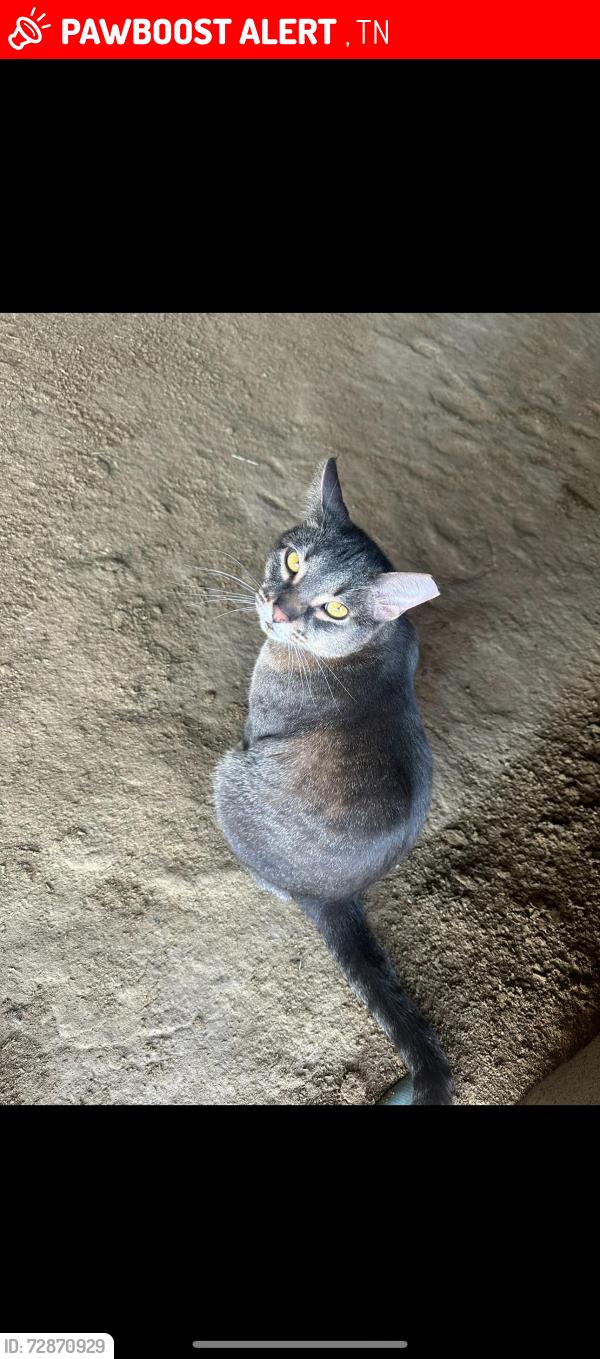 Lost Male Cat last seen Tennessee , Clarksville, TN 37040