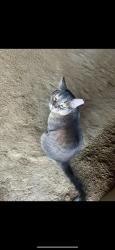 Lost Male Cat last seen Tennessee , Clarksville, TN 37040