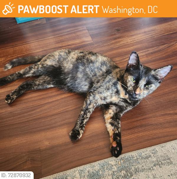 Found/Stray Female Cat last seen 22nd St NE/ Maryland Ave NE, Washington, DC 20002