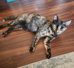Found/Stray Female Cat last seen 22nd St NE/ Maryland Ave NE, Washington, DC 20002