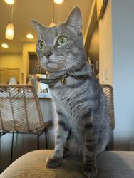 Lost Female Cat last seen Bennett and glendora, Glendora, CA 91741