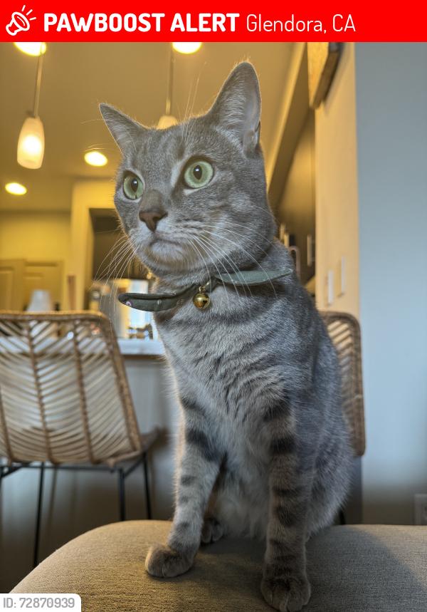 Lost Female Cat last seen Bennett and glendora, Glendora, CA 91741