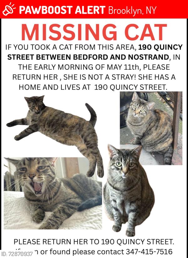 Lost Female Cat last seen Bedford and Nostrand by the Biggie Mural, Brooklyn, NY 11216