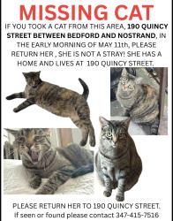 Lost Female Cat last seen Bedford and Nostrand by the Biggie Mural, Brooklyn, NY 11216