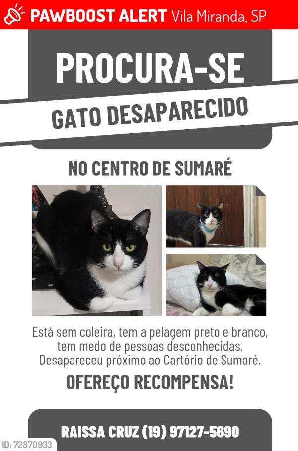 Lost Male Cat last seen Cartório centro Sumaré SP, Vila Miranda, SP 13170