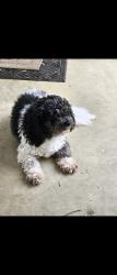 Lost Male Dog last seen Fm 138 nearby the pet cemetery , Garrison, TX 75946