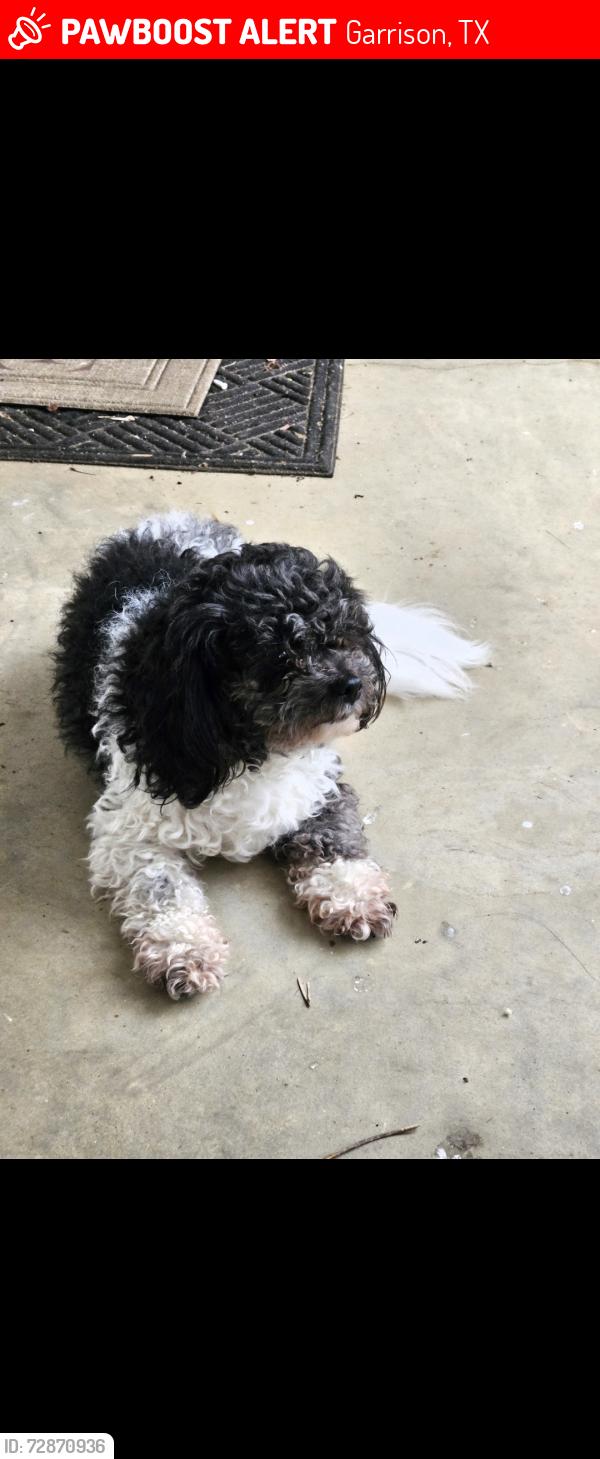 Lost Male Dog last seen Fm 138 nearby the pet cemetery , Garrison, TX 75946