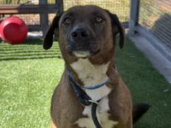 Shelter Stray Female Dog last seen , Los Angeles, CA 90047