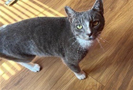 Shelter Stray Male Cat last seen PINE ISLAND/VISTA PINES LOOP CLERMONT 34711, 12280 County Rd 448, Tavares, FL 32778, USA