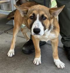 Shelter Stray Female Dog last seen Near BLOCK COUNTRY CLUB DR, BAKERSFIELD CA 93306, Bakersfield, CA 93308