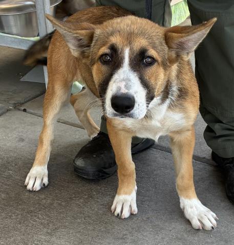 Shelter Stray Female Dog last seen Near BLOCK COUNTRY CLUB DR, BAKERSFIELD CA 93306, Bakersfield, CA 93308