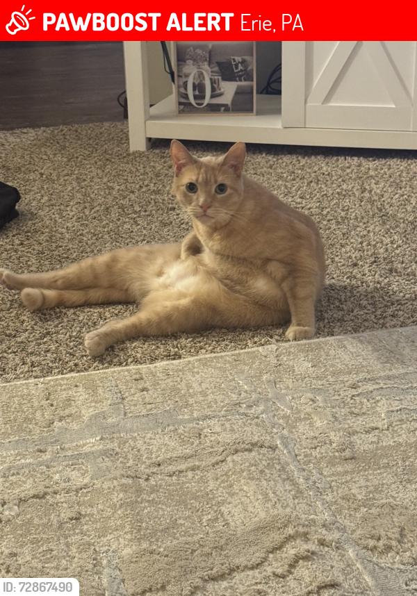 Lost Male Cat last seen Treetop dr in the Reserve , Erie, PA 16509