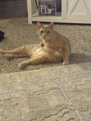 Lost Male Cat last seen Treetop dr in the Reserve , Erie, PA 16509