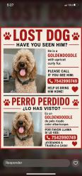 Lost Male Dog last seen Very close to Godwill and Bank of America , Pembroke Park, FL 33009