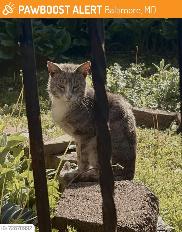 Found/Stray Unknown Cat last seen Taney and cross country blvd , Baltimore, MD 21215