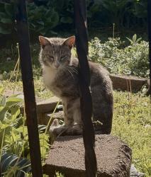 Found/Stray Unknown Cat last seen Taney and cross country blvd , Baltimore, MD 21215