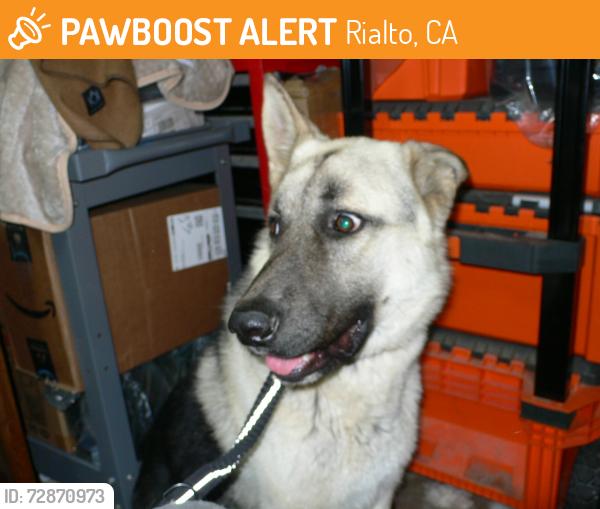 Found/Stray Male Dog last seen N. Palm Ave. & N. Driftwood Ave., Rialto, CA 92377