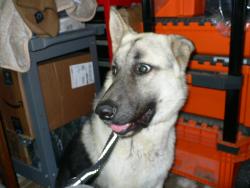 Found/Stray Male Dog last seen N. Palm Ave. & N. Driftwood Ave., Rialto, CA 92377