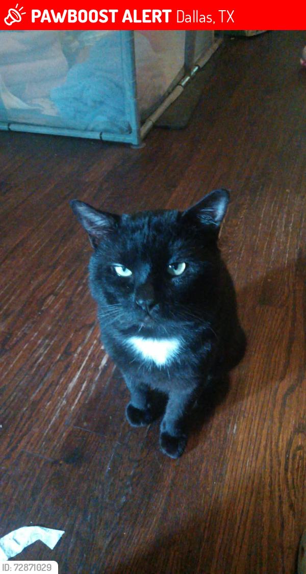 Lost Male Cat last seen Polk & Ledbetter , Dallas, TX 75232