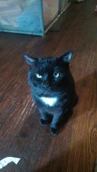 Lost Male Cat last seen Polk & Ledbetter , Dallas, TX 75232