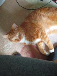 Lost Male Cat last seen Corral Gate Court, Columbus, OH 43119