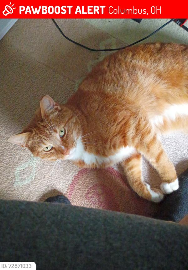 Lost Male Cat last seen Corral Gate Court, Columbus, OH 43119