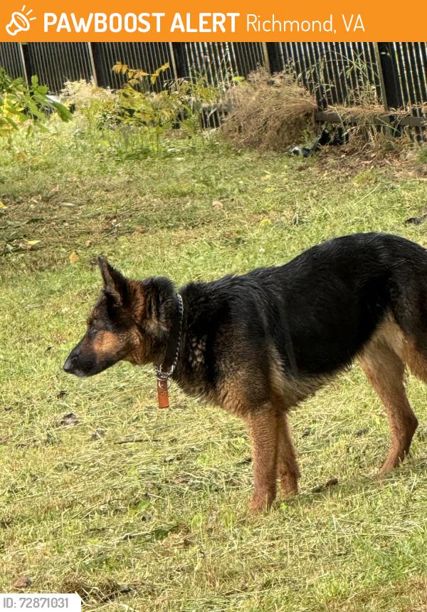 Found/Stray Unknown Dog last seen In the field across from 916 st james st, Richmond, VA 23220
