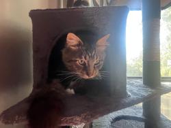 Lost Male Cat last seen ellerslie and moorcroft intersection, Burnaby, BC V5B