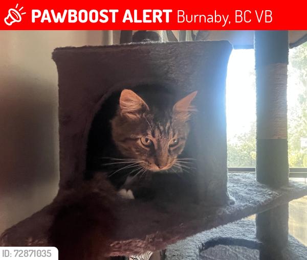 Lost Male Cat last seen ellerslie and moorcroft intersection, Burnaby, BC V5B
